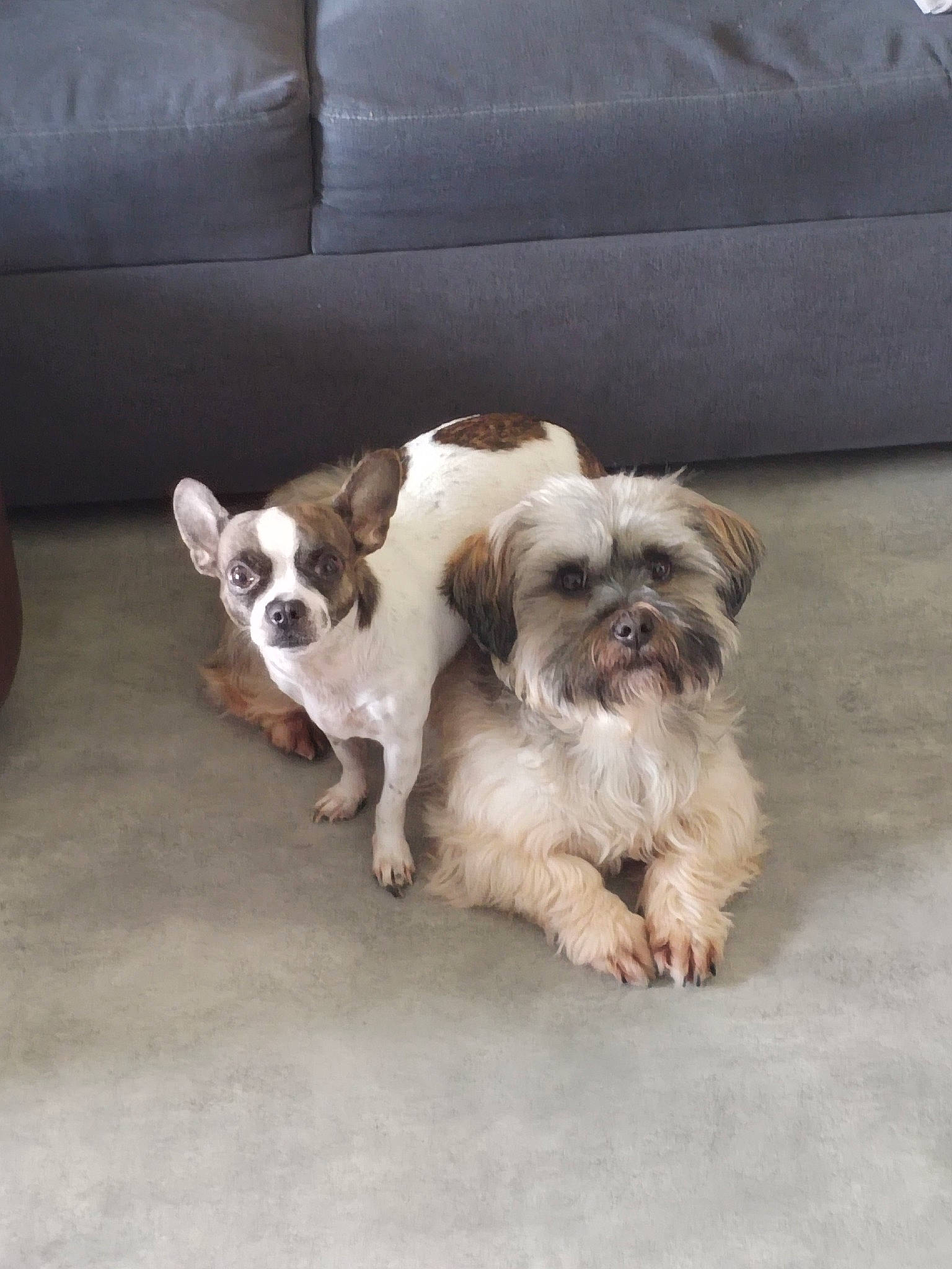 Wikette a rejoint le concours — aidez-le/la à gagner de superbes lots ! canidae, carnivore, comfort, companion_dog, couch, dog, dog_breed, dog_supply, fawn, flooring, fur, hardwood, liver, non_sporting_group, shih_tzu, snout, sporting_group, terrestrial_animal, toy_dog, working_animal