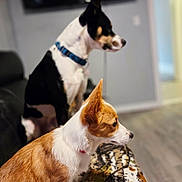 Annie And Stanley is registered to the contest to win money with this photo: dog, indoor, pet, animal, focused, sitting, furry, companion, blanket, collar, living_room, floor, fur, ears, side_view, domestic, cute, alert, household, two_dogs