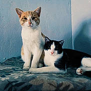 Bubbles And Benny is registered to the contest to win money with this photo: cat, orange_cat, black_and_white_cat, pet, animal, feline, indoor, blanket, pattern, wall, texture, relaxed, sitting, lying_down, companion, cute, domestic_animal, whiskers, ears, paw