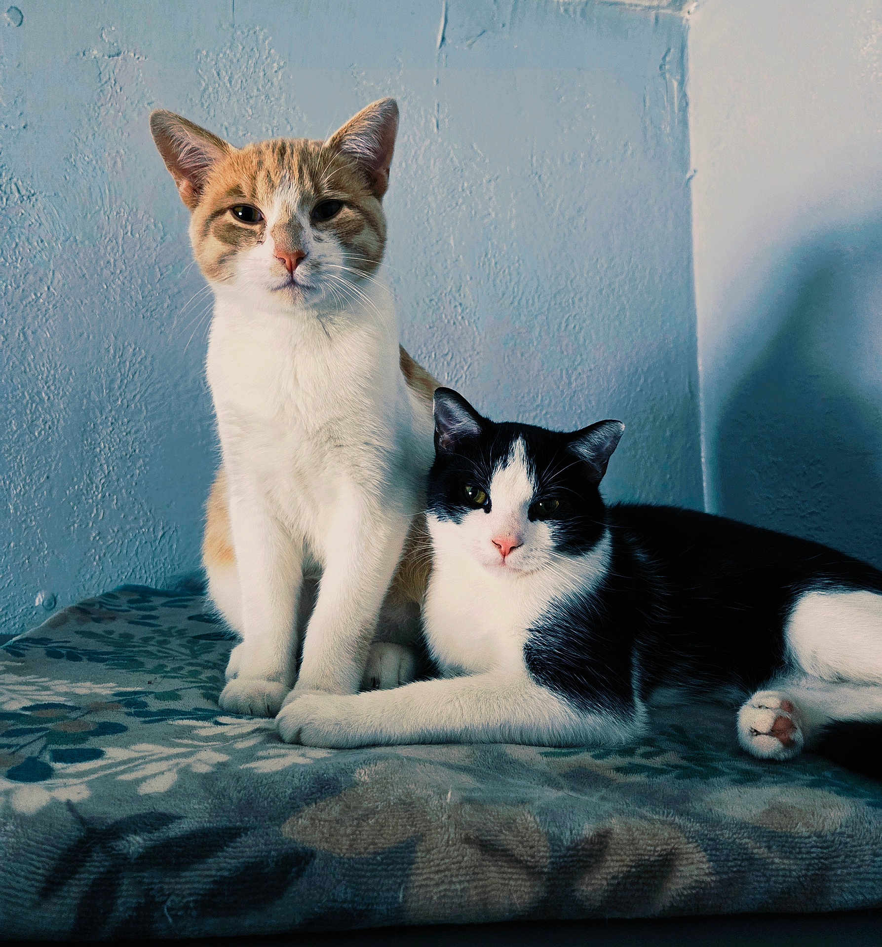 Bubbles And Benny is registered to the contest to win money with this photo: cat, orange_cat, black_and_white_cat, pet, animal, feline, indoor, blanket, pattern, wall, texture, relaxed, sitting, lying_down, companion, cute, domestic_animal, whiskers, ears, paw