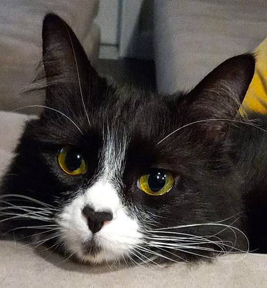 Bianca is registered to the contest to win money with this photo: carnivore, cat, comfort, domestic_short_haired_cat, eye, felidae, fur, rectangle, small_to_medium_sized_cats, snout, terrestrial_animal, whiskers, window