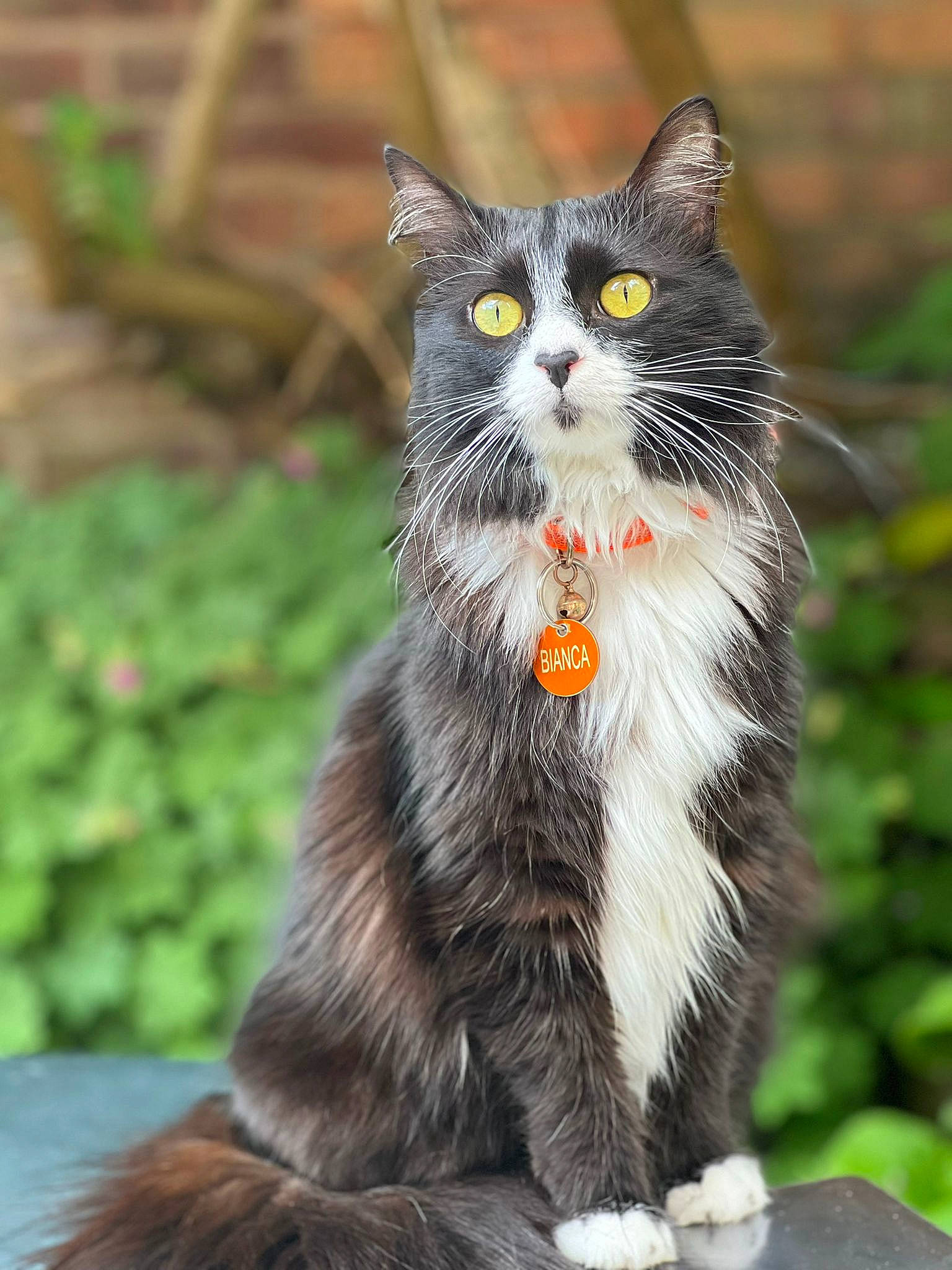 Bianca is registered to the contest to win money with this photo: carnivore, cat, cat_toy, claw, collar, domestic_short_haired_cat, felidae, foot, fur, grass, paw, sitting, small_to_medium_sized_cats, snout, tail, terrestrial_animal, whiskers, wildlife, window