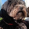 dog, black_fur, brown_fur, pet, outdoor, sunlight, sky, house, fur, closeup, portrait, animal, mammal, canine, collar, fluffy, face, nose, whiskers, ears