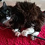 Gizmotte a rejoint le concours — aidez-le/la à gagner de superbes lots ! asian_semi_longhair, british_semi_longhair, carnivore, cat, claw, domestic_long_haired_cat, felidae, fur, kitten, maine_coon, mammal, norwegian_forest_cat, ragamuffin, small_to_medium_sized_cats, snout, tail, vertebrate, whiskers
