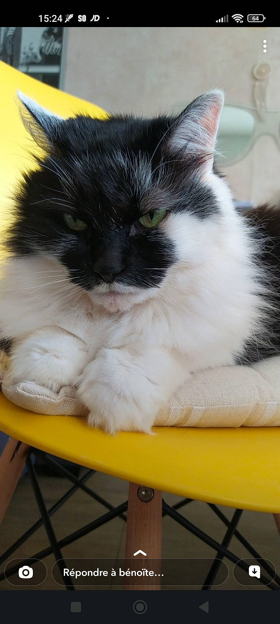 Conie participe au concours pour gagner de l'argent avec cette photo : carnivore, cat, cat_supply, claw, comfort, domestic_short_haired_cat, fawn, felidae, fur, paw, sitting, small_to_medium_sized_cats, snout, tail, whiskers, yellow