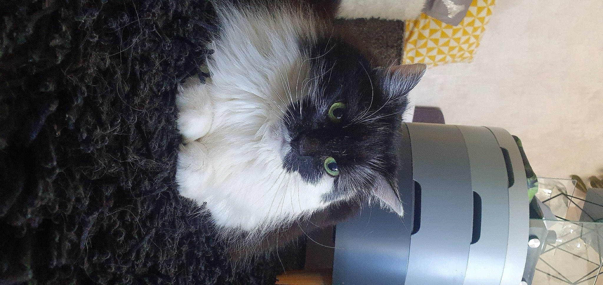 Conie participe au concours pour gagner de l'argent avec cette photo : black_cat, box, carnivore, carton, cat, cat_supply, claw, collar, comfort, domestic_short_haired_cat, fawn, felidae, fur, natural_material, paw, pet_supply, small_to_medium_sized_cats, snout, tail, whiskers