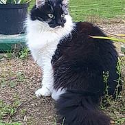 Conie a rejoint le concours — aidez-le/la à gagner de superbes lots ! angora, animal, backyard, cat, grass, herbal, herbs, jar, manx, nature, outdoors, pet, plant, planter, pottedplant, pottery, slate, soil, vase, yard