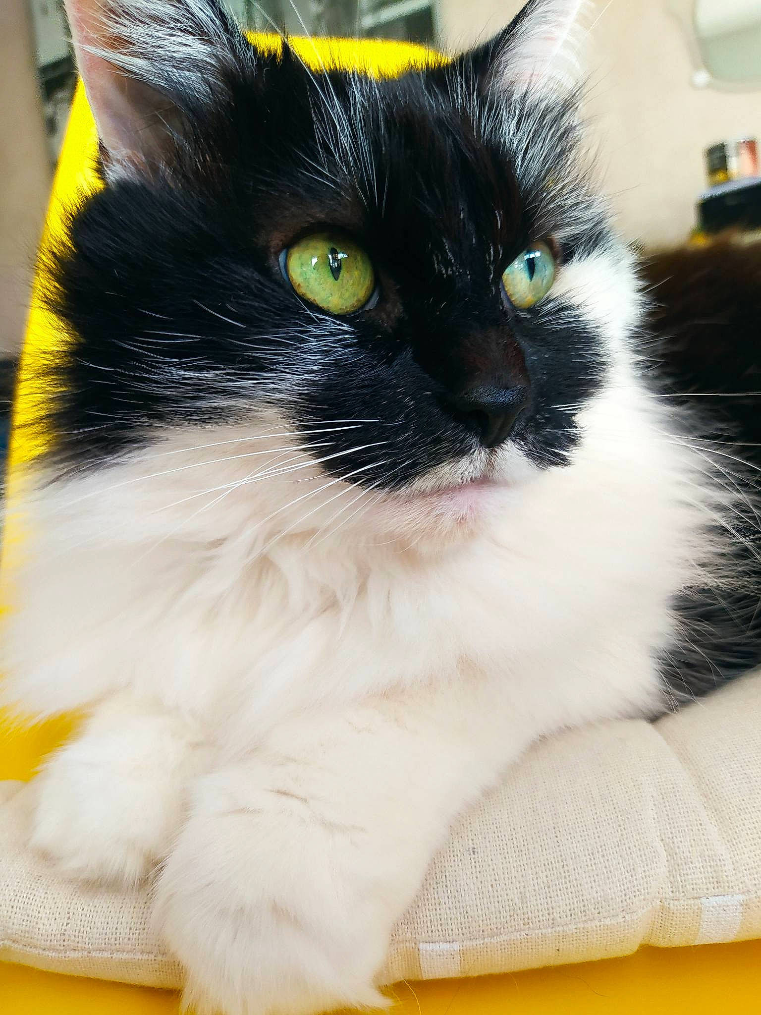 Conie a rejoint le concours — aidez-le/la à gagner de superbes lots ! black_cat, carnivore, cat, claw, domestic_short_haired_cat, felidae, foot, fur, iris, paw, sitting, small_to_medium_sized_cats, snout, tail, terrestrial_animal, thai, whiskers, yellow