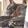 Chipie participe au concours pour gagner de l'argent avec cette photo : cat, tortoiseshell_cat, sleeping, curled_up, paws, whiskers, fur, indoors, cozy, cat_tree, pet, animal, close_up, portrait, relaxed, resting, sunlight, brown, black, purple_blanket