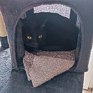Chipie a rejoint le concours — aidez-le/la à gagner de superbes lots ! black_cat, cat, feline, golden_eyes, pet, animal, indoor, cat_tree, scratching_post, cozy, furry, short_hair, sitting, lying_down, staring, whiskers, ears, carpet, home, portrait
