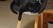 Chipie participe au concours pour gagner de l'argent avec cette photo : cat, black_cat, pet, animal, sleeping, resting, lounging, chair, furniture, blanket, indoors, living_room, carpet, wood, table, cozy, relaxed, dark_fur, draped, home