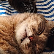 Guizmo a rejoint le concours — aidez-le/la à gagner de superbes lots ! cat, sleeping, sleepy, close_up, portrait, whiskers, furry, brown_fur, white_fur, pink_nose, closed_eyes, pet, animal, indoors, blanket, striped_blanket, cozy, resting, cute, upside_down