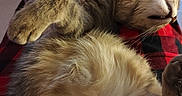 Guizmo a rejoint le concours — aidez-le/la à gagner de superbes lots ! cat, fluffy, furry, belly_up, lying_down, paws, whiskers, closed_eyes, relaxed, sleepy, pet, animal, portrait, indoor, blanket, red, black, cozy, closeup, funny