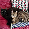 cats, black_cat, tabby_cat, pets, animals, feline, sitting, lying_down, portrait, green_eyes, whiskers, ears, fur, fluffy, pink_couch, leather, pillow, blanket, indoor, home_decor