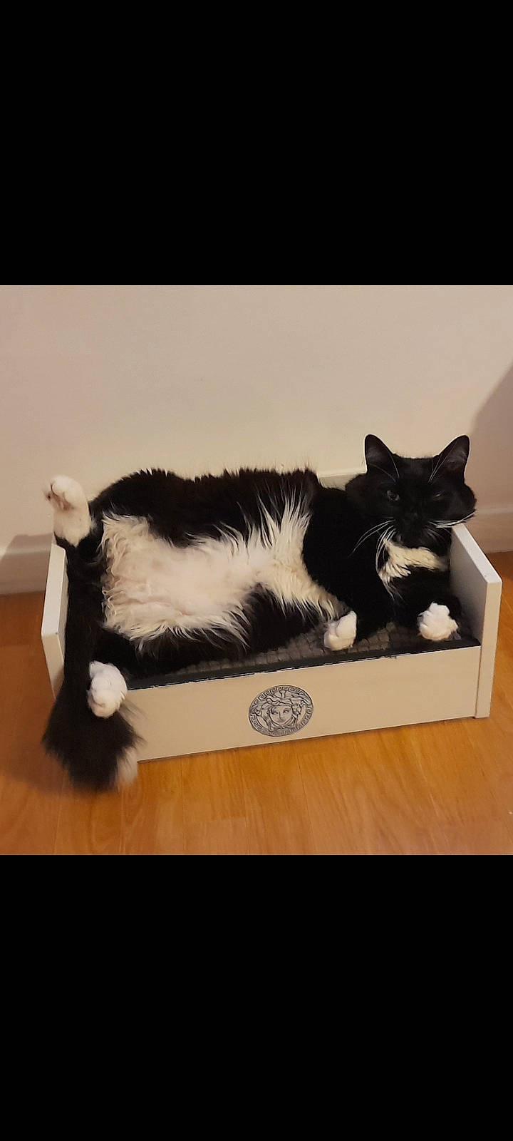 Nala participe au concours pour gagner de l'argent avec cette photo : black_and_white, box, carnivore, cat, cat_bed, cat_supply, domestic_short_haired_cat, felidae, fur, kitten, small_to_medium_sized_cats, tail, whiskers