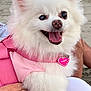 Snuggles joined the competition — help win amazing prizes! dog, white_dog, fluffy, small_dog, pink_harness, heart_tag, beach, sand, rocks, cloudy_sky, person_holding_dog, happy_dog, panting, pet, outdoor, walking_people, blurred_background, cute, canine, summer