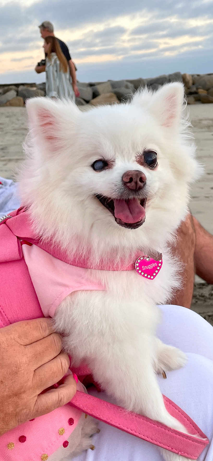 Snuggles joined the competition — help win amazing prizes! dog, white_dog, fluffy, small_dog, pink_harness, heart_tag, beach, sand, rocks, cloudy_sky, person_holding_dog, happy_dog, panting, pet, outdoor, walking_people, blurred_background, cute, canine, summer