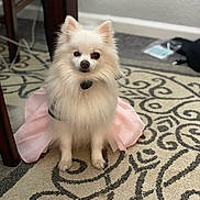 Snuggles is registered to the contest to win money with this photo: dog, white_dog, fluffy, small_dog, indoor, carpet, pink_skirt, pet, animal, cute, sitting, looking_at_camera, fur, domestic_animal, home, table_leg, floor, curious, calm, attentive