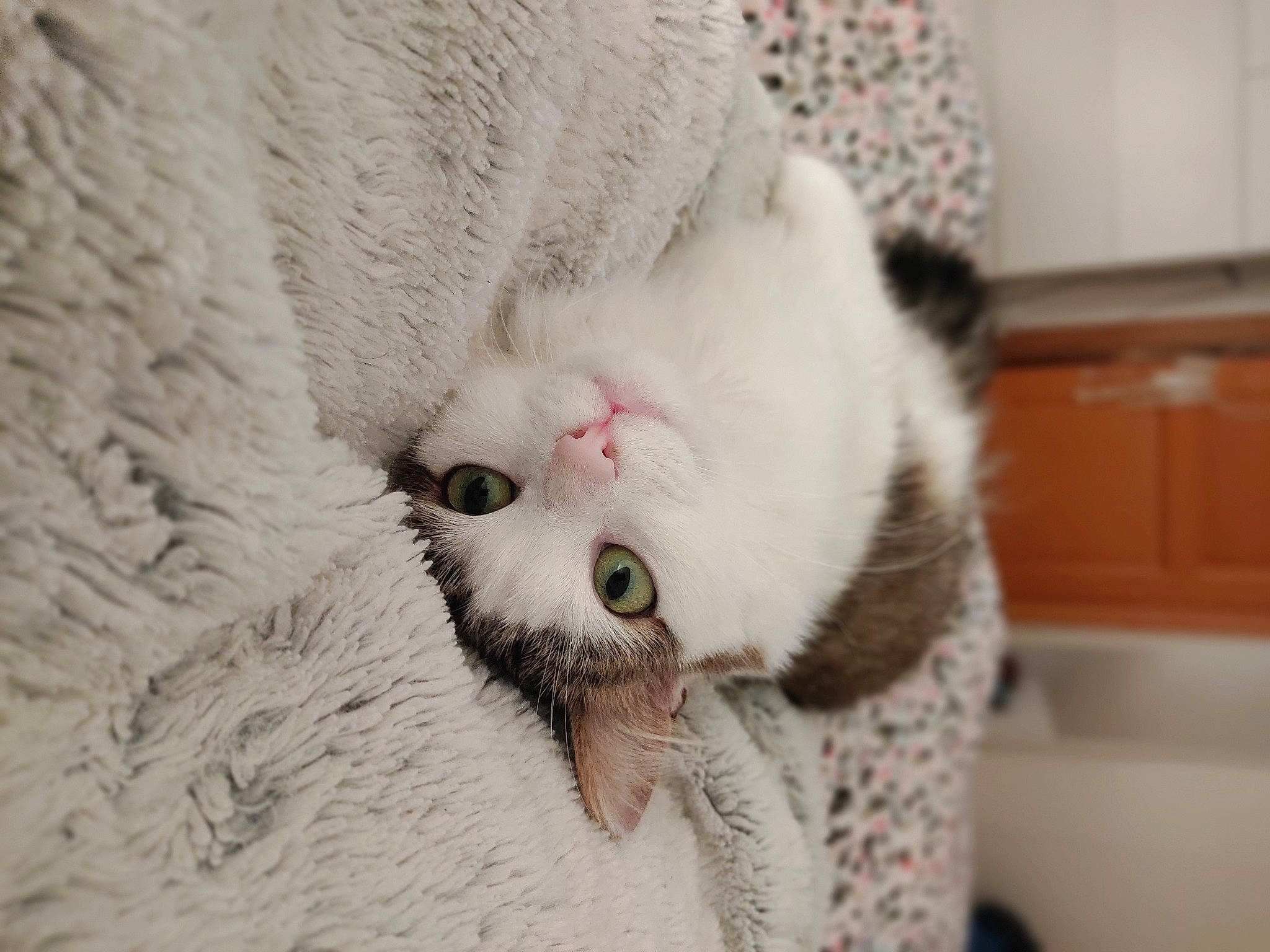 Poupou participe au concours pour gagner de l'argent avec cette photo : carnivore, cat, claw, domestic_short_haired_cat, felidae, fur, linens, paw, small_to_medium_sized_cats, snout, whiskers