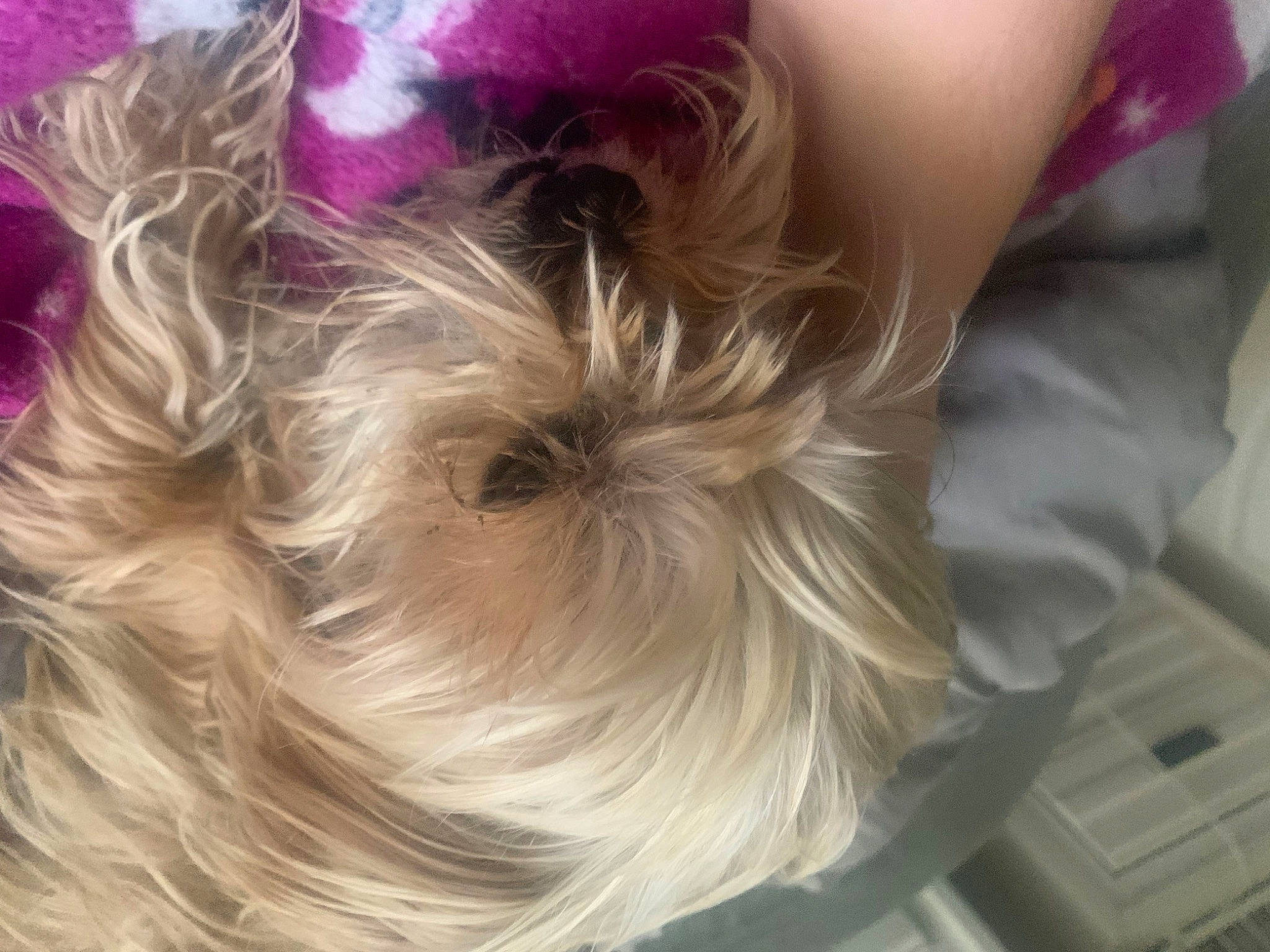 Cooper joined the competition — help win amazing prizes! biewer_terrier, blond, canidae, carnivore, companion_dog, dog, dog_breed, ear, fashion_accessory, fawn, fur, hair_coloring, liver, non_sporting_group, petal, small_terrier, sporting_group, terrier, toy_dog, working_animal