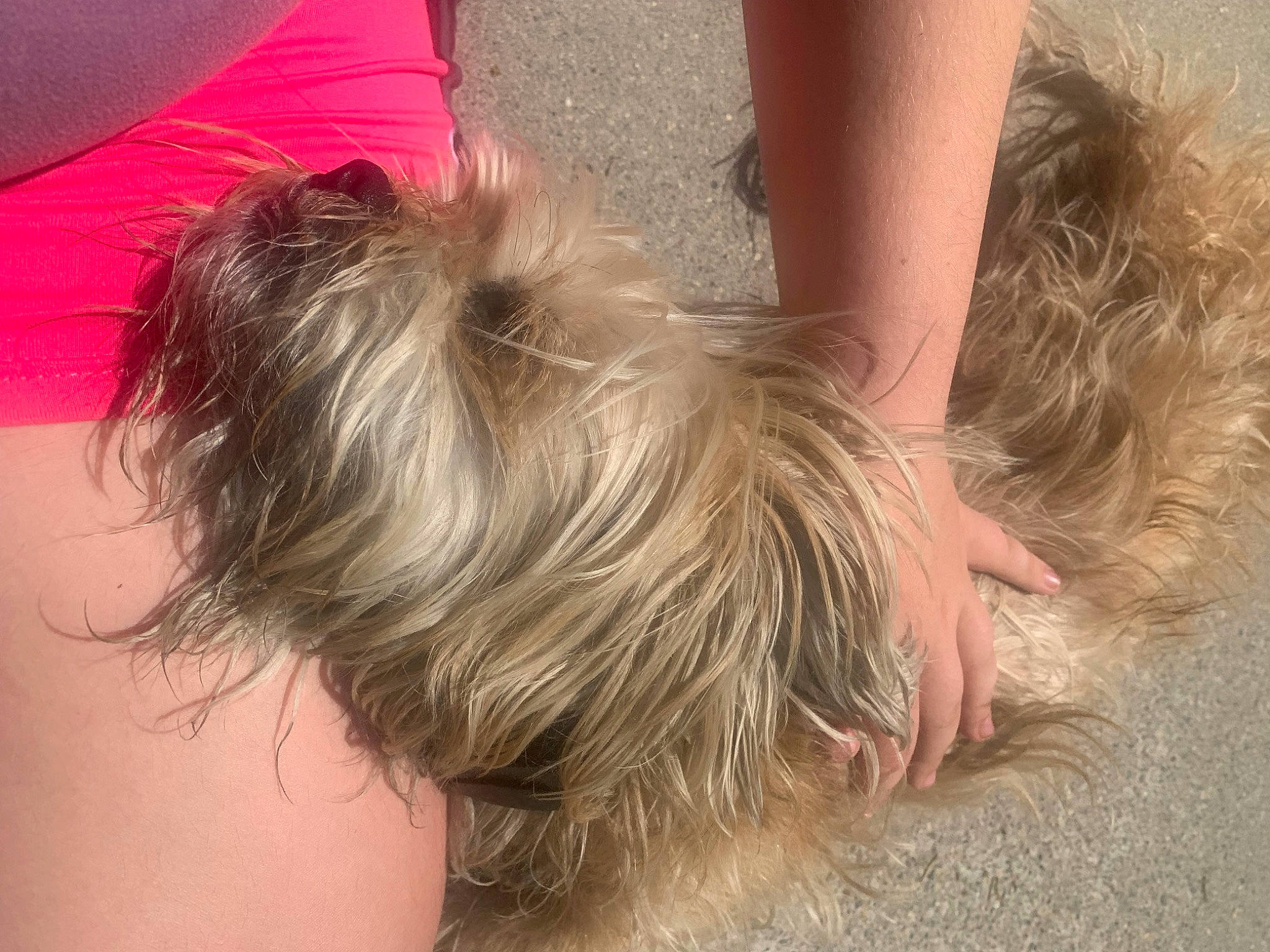 Cooper joined the competition — help win amazing prizes! back, blond, brown_hair, chest, companion_dog, dog_breed, fashion_accessory, fawn, feathered_hair, flesh, flooring, foot, fun, fur, hair_coloring, human_leg, layered_hair, liver, long_hair, surfer_hair