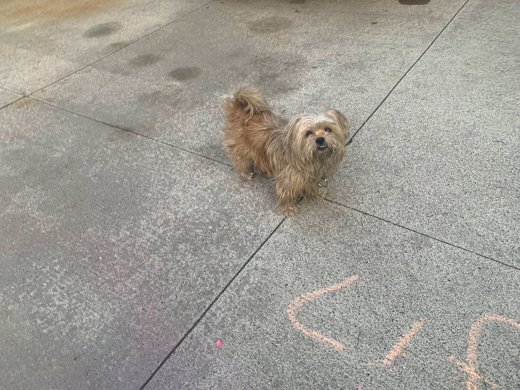 Coop joined the competition — help win amazing prizes! asphalt, canidae, carnivore, companion_dog, concrete, dog, dog_breed, fawn, flooring, fur, grass, road_surface, sidewalk, small_terrier, snout, soil, sporting_group, terrestrial_animal, terrier, toy_dog