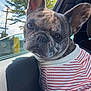 Chanel joined the competition — help win amazing prizes! animal, brindle_coat, car_interior, closeup, cute, dog, ears, face, french_bulldog, looking, outdoor, pet, portrait, resting, shirt, sky, striped_clothing, sunlight, tree, window