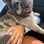 Chanel is registered to the contest to win money with this photo: animal, brindle, car_interior, casual_clothing, close_up, companion, dog, french_bulldog, hand, happy, indoor, lap, nails, person, pet, seatbelt, sky, smiling, tongue_out, window