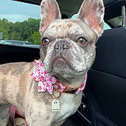 Chanel is registered to the contest to win money with this photo: alert, animal, bow_tie, brindle, brown_eyes, car_interior, close_up, collar, cute, dog, ears, french_bulldog, indoor, nature_outside, parked_cars, pet, pet_accessory, portrait, seat, window