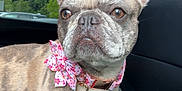 Chanel joined the competition — help win amazing prizes! alert, animal, bow, brindle, car_interior, collar, companion, cute, dog, domestic_animal, ears, french_bulldog, greenery, nature, pet, portrait, seat, side_view, vehicle, window