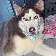 Rocco is registered to the contest to win money with this photo: husky, dog, pet, bed, bandana, fur, indoor, animal, canine, resting, looking_at_camera, pink_nose, bedroom, blanket, furniture, portrait, mammal, domestic_animal, cute, lying_down
