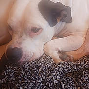 Alley is registered to the contest to win money with this photo: dog, white_dog, black_patch, ear, blanket, curled_up, resting, sleepy, pet, indoor, cozy, fur, paw, close_up, animal, companion, couch, relaxed, snuggle, texture