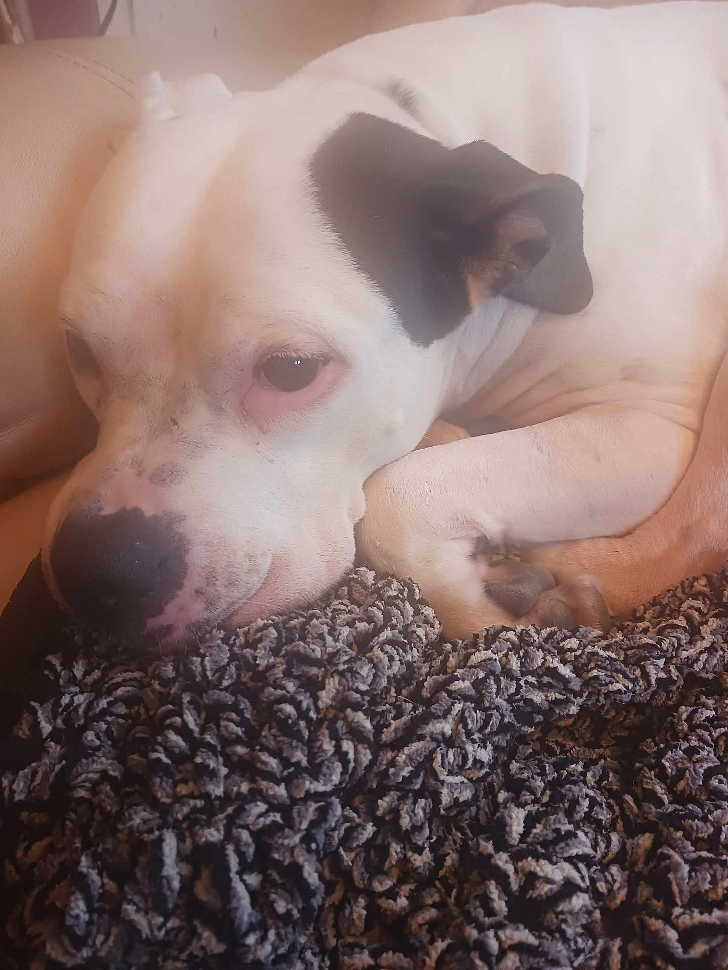 Alley is registered to the contest to win money with this photo: dog, white_dog, black_patch, ear, blanket, curled_up, resting, sleepy, pet, indoor, cozy, fur, paw, close_up, animal, companion, couch, relaxed, snuggle, texture