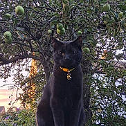 Woody is registered to the contest to win money with this photo: black_cat, cat, animal, pet, collar, brick_pillar, apple_tree, tree, fruit, outdoor, garden, sunset, nature, fence, leaf, plant, mammal, whiskers, sitting, watchful