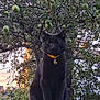 black_cat, cat, animal, pet, collar, brick_pillar, apple_tree, tree, fruit, outdoor, garden, sunset, nature, fence, leaf, plant, mammal, whiskers, sitting, watchful
