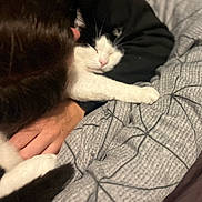 Oreo Alias Pépettes a rejoint le concours — aidez-le/la à gagner de superbes lots ! affection, bed, black_and_white, blanket, cat, close_up, comfort, cozy, domestic_animal, fur, gentle, hand, indoor, licking, paw, person, pet, resting, sleeping, warm