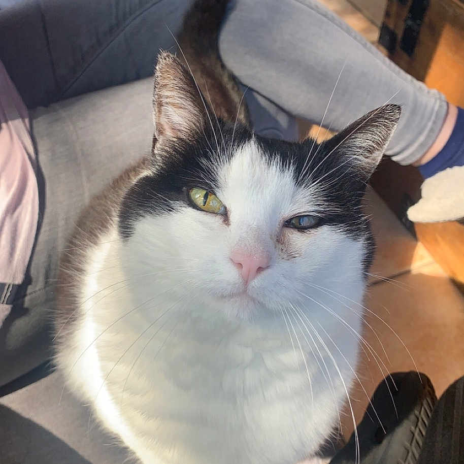 Oreo Alias Pépettes