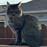 Charlie is registered to the contest to win money with this photo: animal, cat, collar, daylight, ears, fence, fur, house, looking_at_camera, outdoor, pet, portrait, roof, sitting, sky, suburban, tabby_cat, tail, whiskers, wood