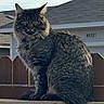 animal, cat, collar, daylight, ears, fence, fur, house, looking_at_camera, outdoor, pet, portrait, roof, sitting, sky, suburban, tabby_cat, tail, whiskers, wood