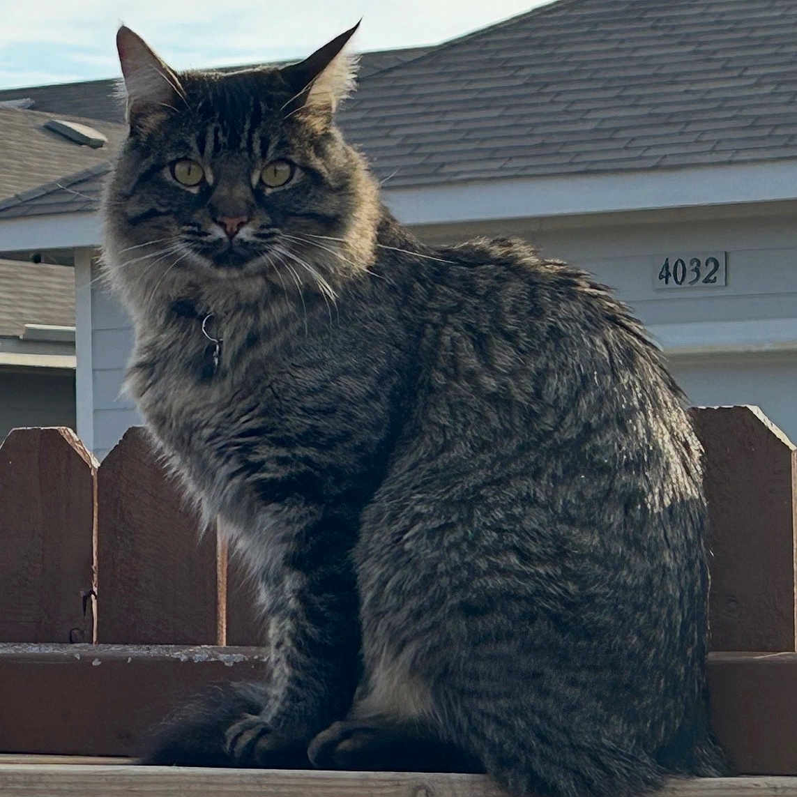 Charlie is registered to the contest to win money with this photo: animal, cat, collar, daylight, ears, fence, fur, house, looking_at_camera, outdoor, pet, portrait, roof, sitting, sky, suburban, tabby_cat, tail, whiskers, wood