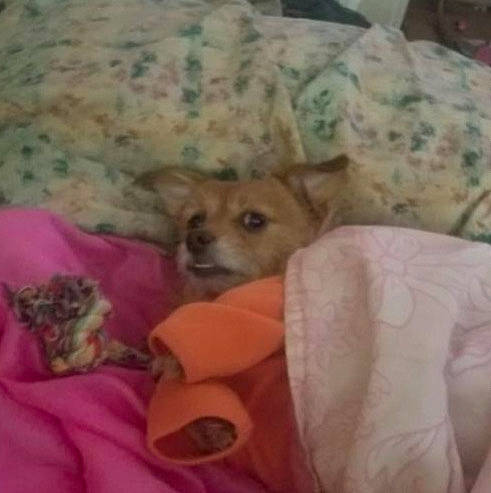 Sally joined the competition — help win amazing prizes! bed, canidae, carnivore, chihuahua, comfort, companion_dog, dog, dog_breed, dog_supply, fawn, fur, linens, nap, paw, pet_supply, room, terrestrial_animal, toy_dog, whiskers, working_animal