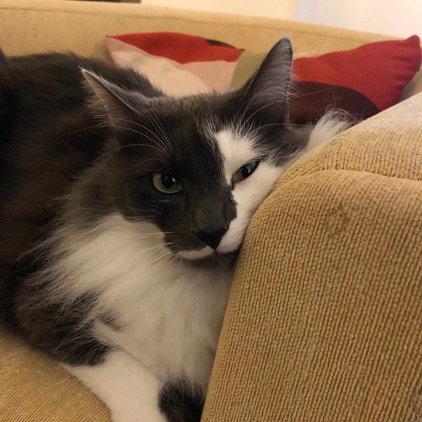 Newton a rejoint le concours — aidez-le/la à gagner de superbes lots ! animal, architecture, armchair, blanket, building, cat, chair, couch, cushion, furniture, homedecor, indoors, interiordesign, kitten, livingroom, manx, person, pet, room, sleeping