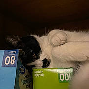Oreo is registered to the contest to win money with this photo: cat, black_and_white, paw, box, cardboard, freezer_bags, gallon, double_zipper, shelf, indoor, pet, feline, cozy, resting, curled_paw, closeup, domestic_cat, hidden, cute, fur
