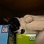 cat, black_and_white, paw, box, cardboard, freezer_bags, gallon, double_zipper, shelf, indoor, pet, feline, cozy, resting, curled_paw, closeup, domestic_cat, hidden, cute, fur