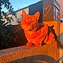 Roxy participe au concours pour gagner de l'argent avec cette photo : cat, orange_tabby, sunset, shadow, heart_shape, concrete, urban, outdoor, animal, pet, feline, whiskers, ears, building, plant, nature, light, warm, shadow_play, relaxing