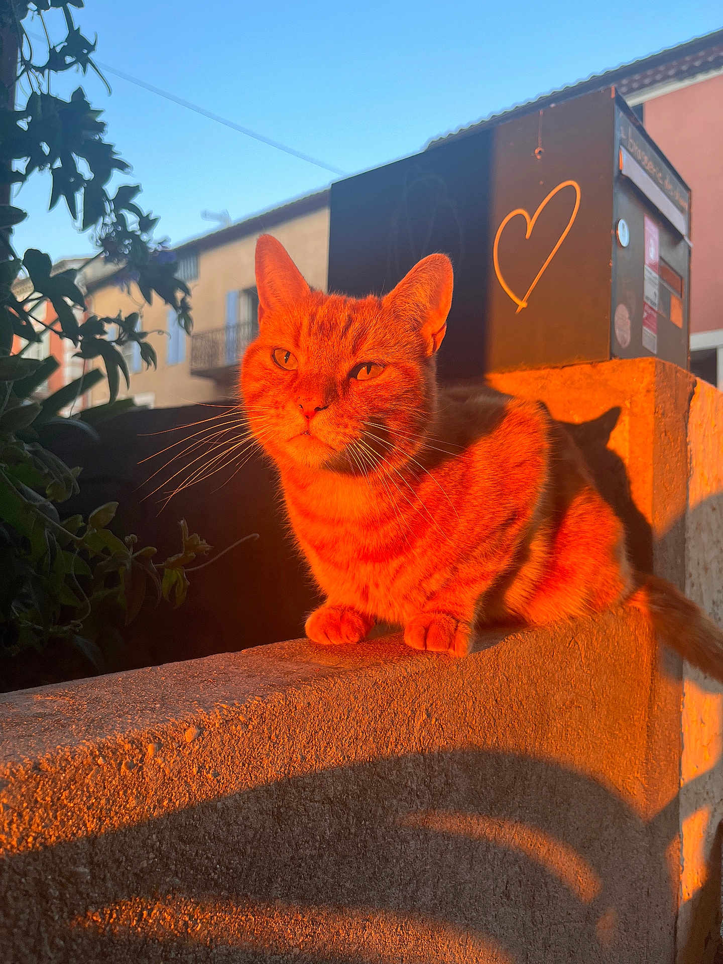 Roxy