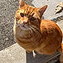 Roxy a rejoint le concours — aidez-le/la à gagner de superbes lots ! cat, orange_tabby, outdoor, sunlight, concrete, pavement, leaf, curious, whiskers, pet, animal, feline, closeup, looking_up, daylight, nature, texture, shadow, street, sitting