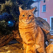 Roxy a rejoint le concours — aidez-le/la à gagner de superbes lots ! cat, orange_tabby, christmas_tree, blue_ornaments, indoor, window, wood, rustic, pet, feline, animal, sitting, fur, whiskers, cute, holiday, decorations, cozy, portrait, domestic_cat