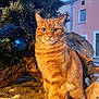 cat, orange_tabby, christmas_tree, blue_ornaments, indoor, window, wood, rustic, pet, feline, animal, sitting, fur, whiskers, cute, holiday, decorations, cozy, portrait, domestic_cat