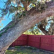Gizmo is registered to the contest to win money with this photo: adventure, animal, backyard, bark, branch, curious, daytime, dog, fence, grass, leaves, nature, outdoor, pet, shadow, sky, small_dog, sunlight, tree, wood